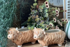 highland-cow-pots