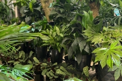 1_advanced-indoor-plants