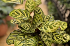 Calathea-m