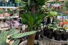 Huge-happy-plants