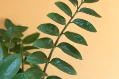 ZZ Plant