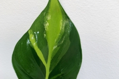 Philodendron Brazil
