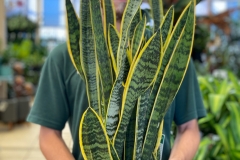Advanced Plants