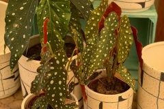 Begonia Maculata