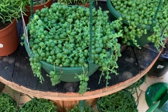 String of Pearls