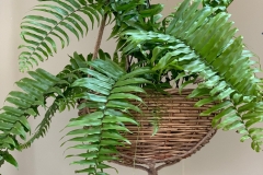 Ferns