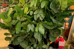advanced-indoor-plants