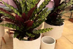 calathea-rattle-snake