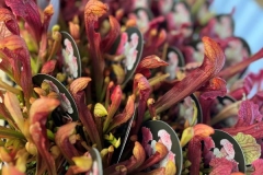 carnivorous-plants