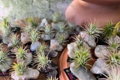 crystal-air-plants