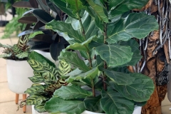 ficus-lyrata