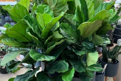 fiddle-leaf-figs