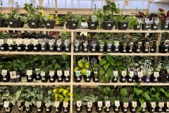 indoor-plants-serenity-garden-centre
