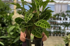 Calathea Zebrina