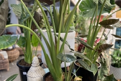 Alocasia wentii