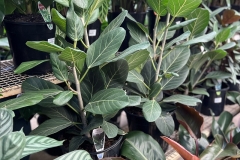 Ficus Audrey