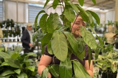Umbrella Trees