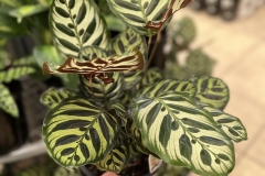 Calathea makoyana