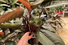 Assorted Philidendrons