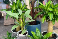 mixed-indoors