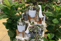 murray-bridge-garden-centre