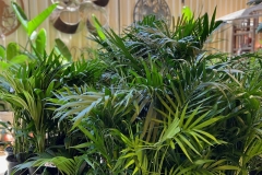 palms