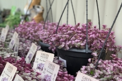 pink-pantha-callisa-plant