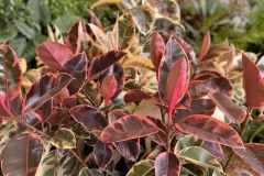 rubber-plants