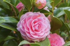 1200-502705103-pink-camellia-flower-with-green-leaves