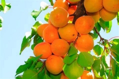 1_apricot