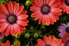 AFRICAN-DAISY-TWO