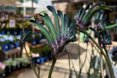 BLUE-KANGAROO-PAW