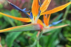 Bird-of-Paridise-