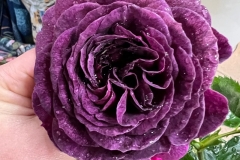 Ebbtide-standard-rose