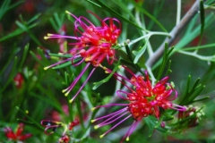 Grevillea-Winpara-Gem-553x420