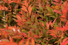 Obession-Nandina