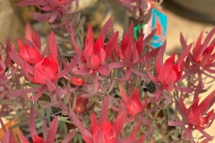 Proteas-and-Leucadendrons