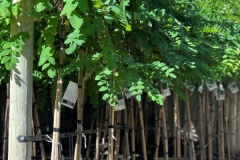 Robinia-mop-top