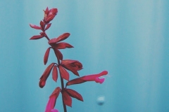 Salvia