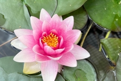 WATER-PLANTS