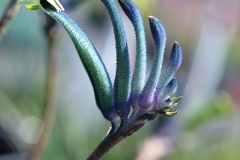 blue-kangaroo-paw-serenity-garden-centre