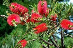 bottle-brush