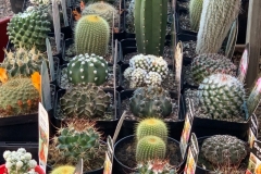 cacti