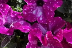circus-petunia