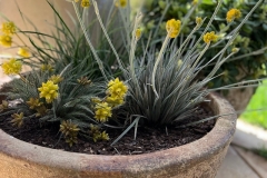 conostilis-silver-sunrise-serenitygarden-centre