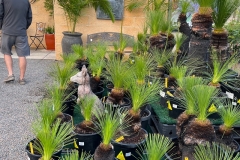 grass-trees-buy-murray-bridge-cheap