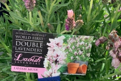lavender-ruffles