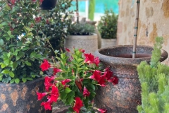 mandevilla