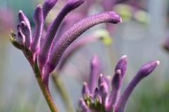 purple-kangaroo-paw