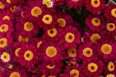 red-baron-daisy